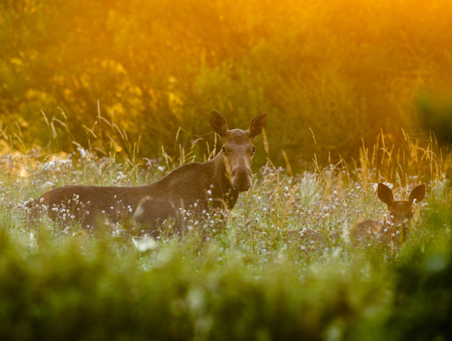 Estland - eland - natuur - bomen - gras-1